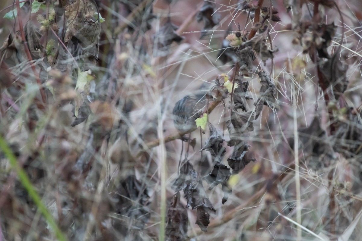 Овад осоковий - ML644218038