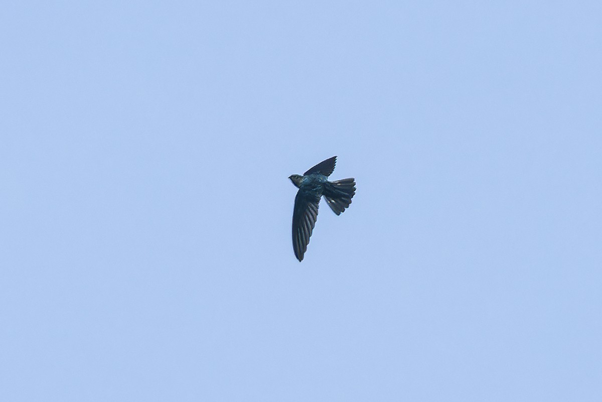 Glossy Swiftlet - ML644218053