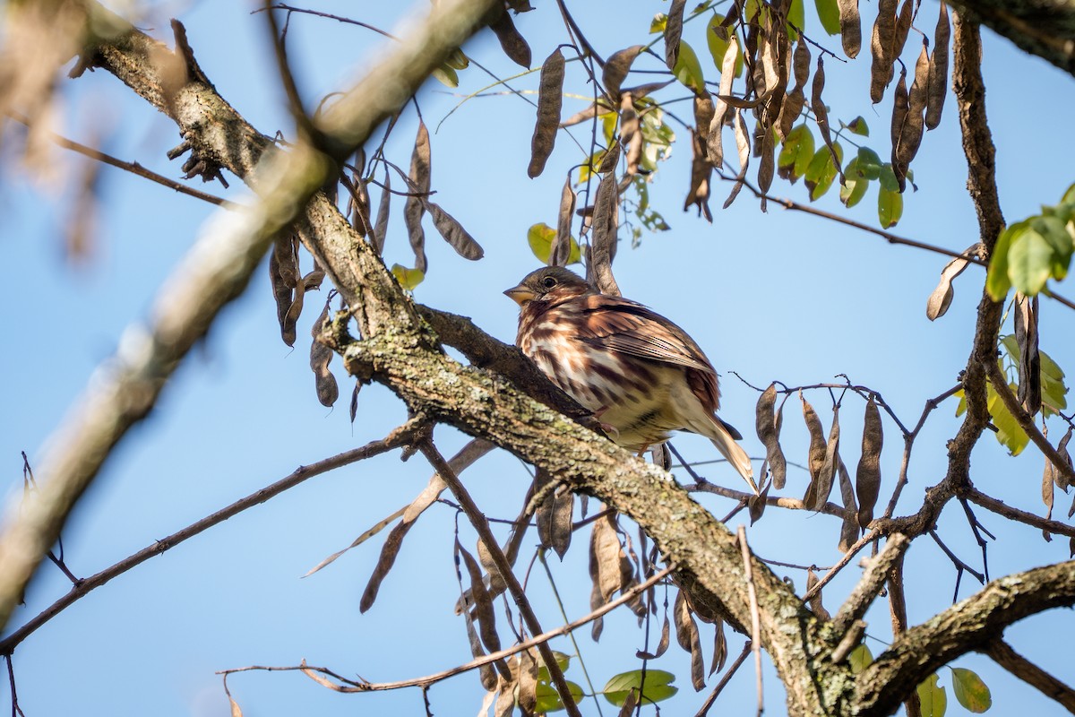 Fox Sparrow - ML644218062