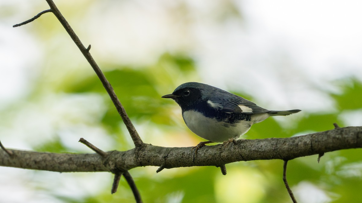 Black-throated Blue Warbler - ML644218074