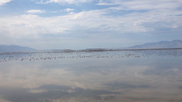 phalarope sp. - ML644218075