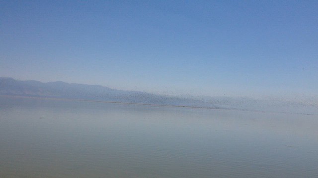 phalarope sp. - ML644218078