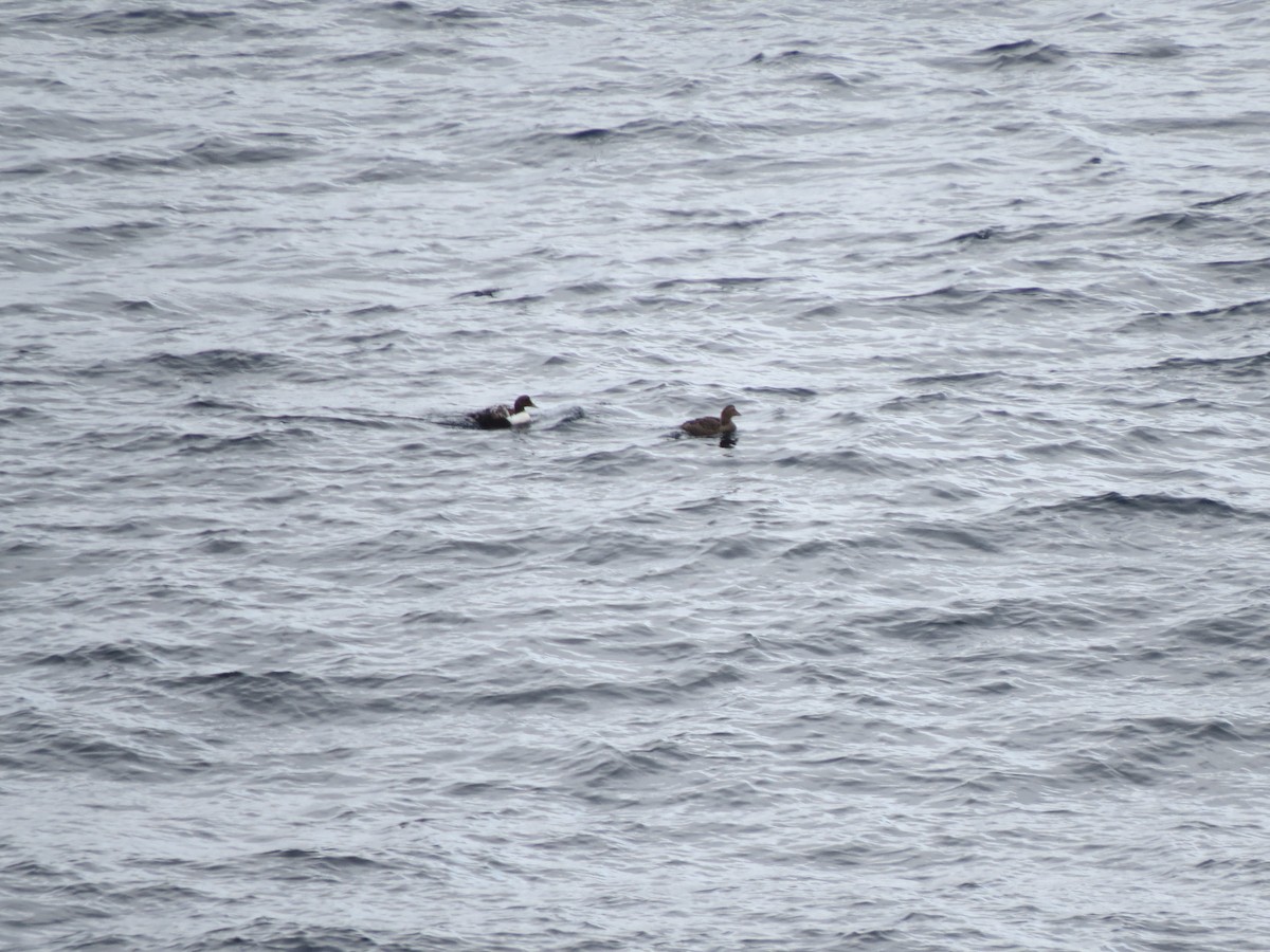 Common Eider - ML644218089
