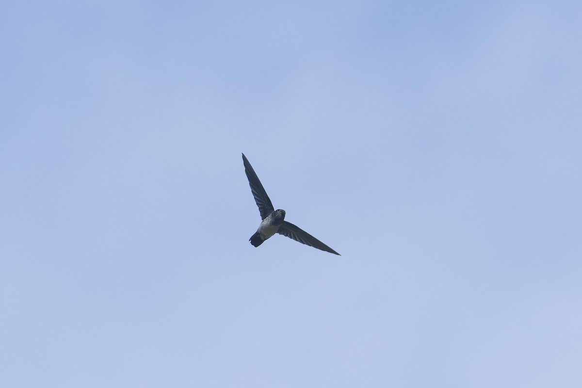Glossy Swiftlet - ML644218090