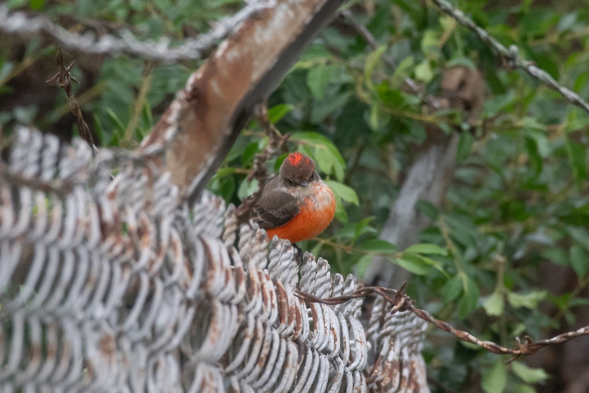 Vermilion Flycatcher - ML644218099