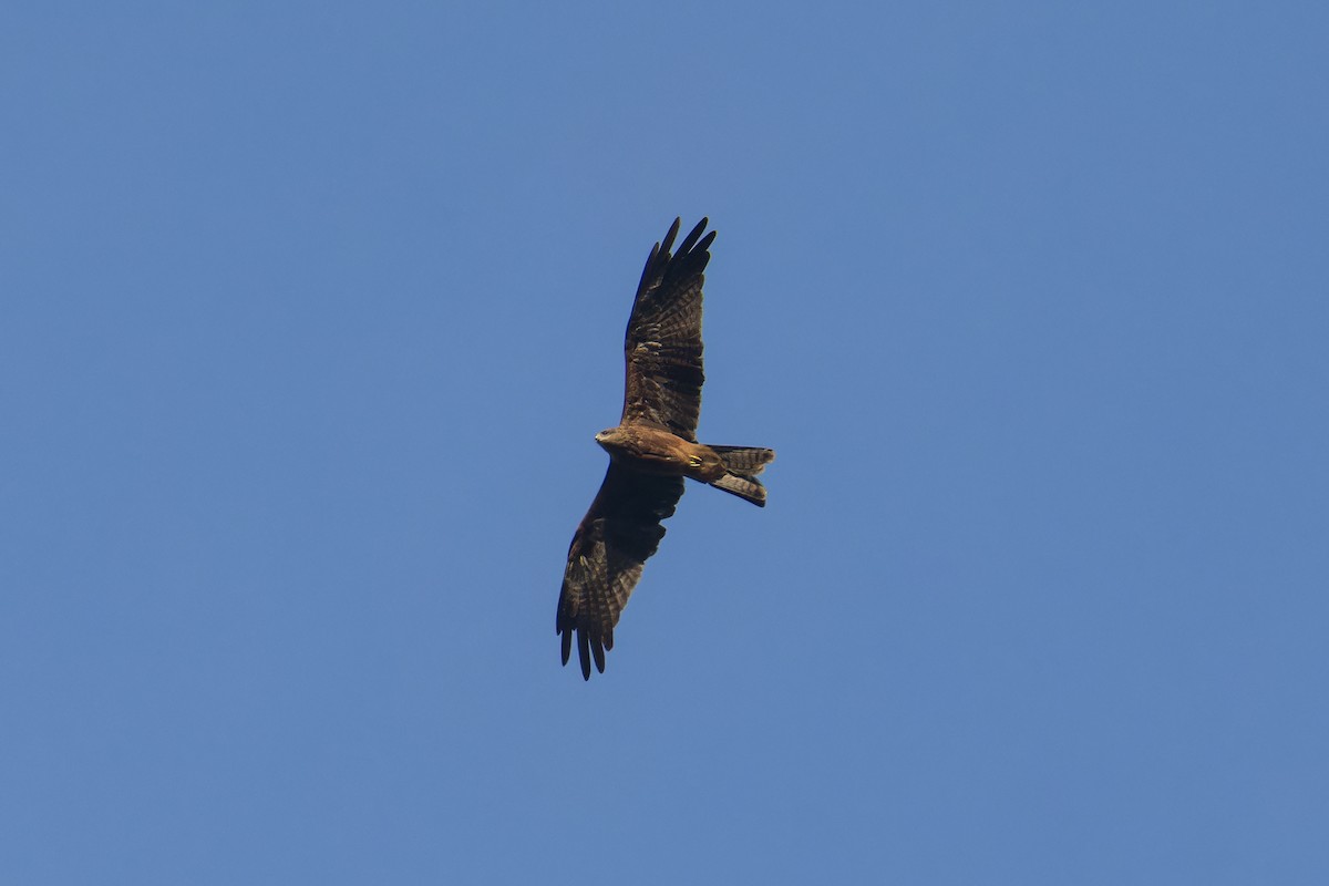 דיה שחורה (מערבית) - ML644218100