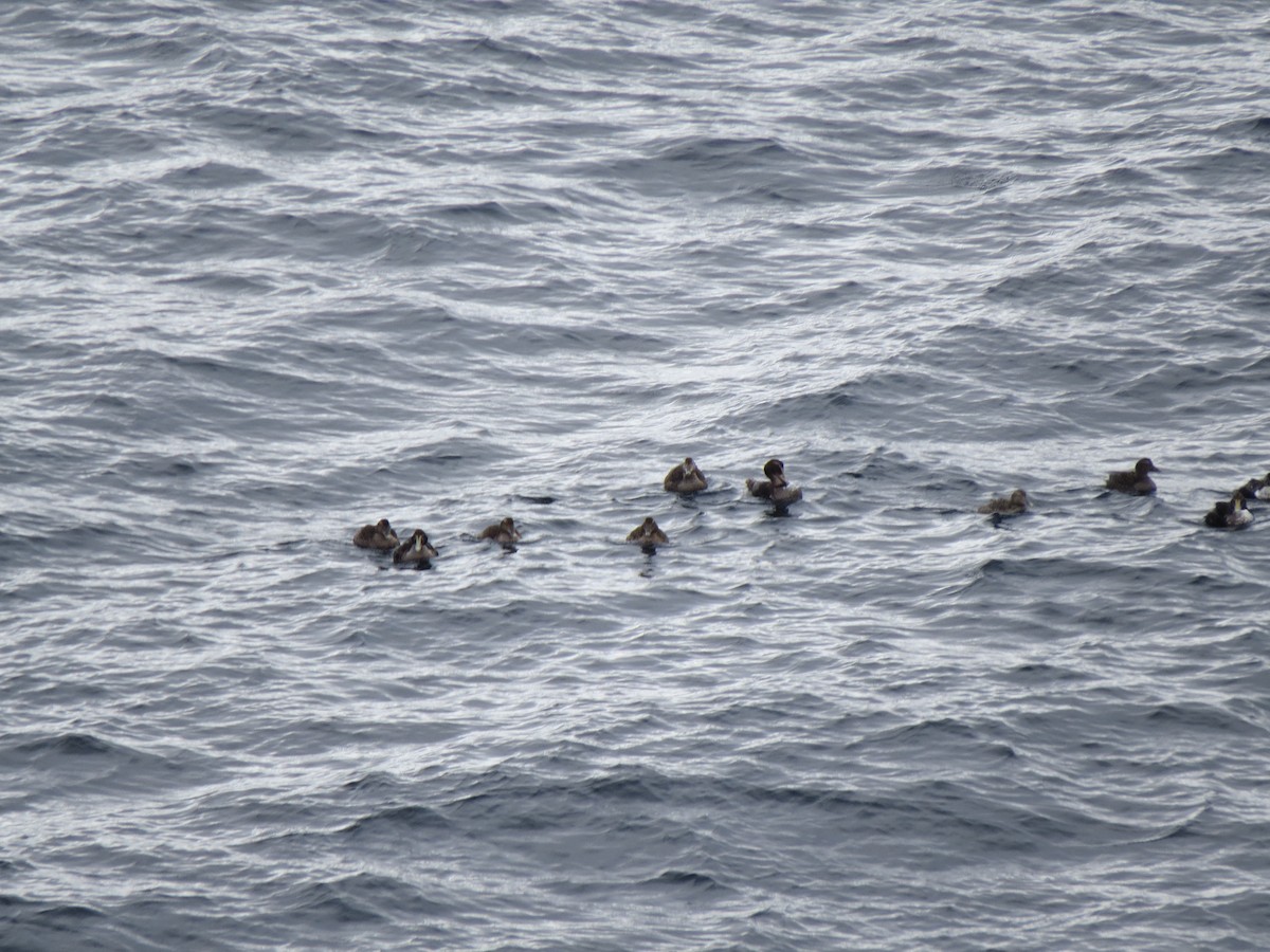 Common Eider - ML644218103