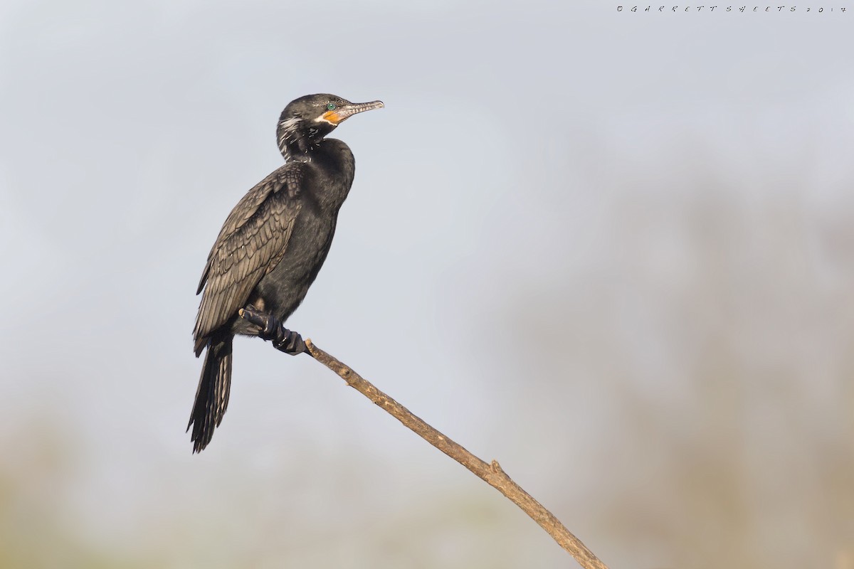 Neotropic Cormorant - ML64421811