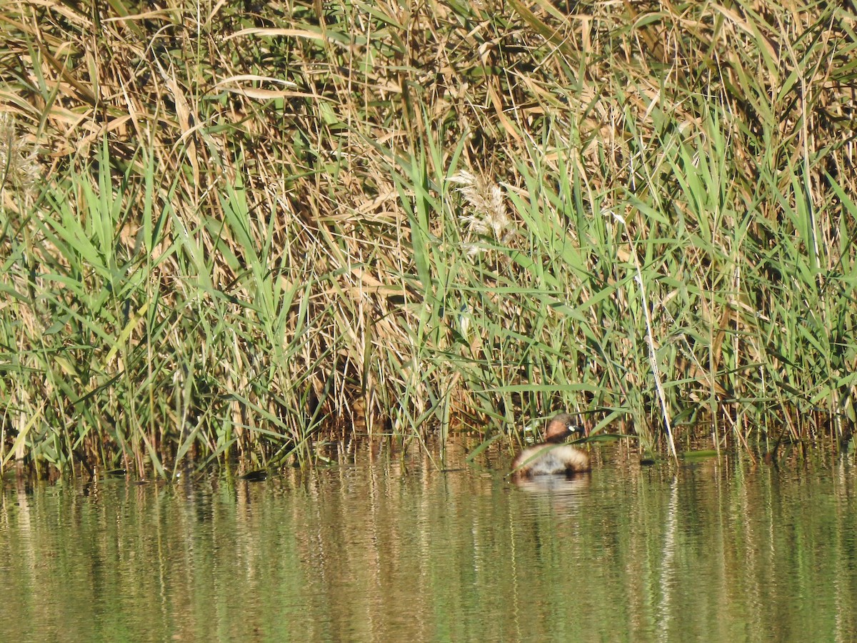 Хурган шунгуур - ML644218112