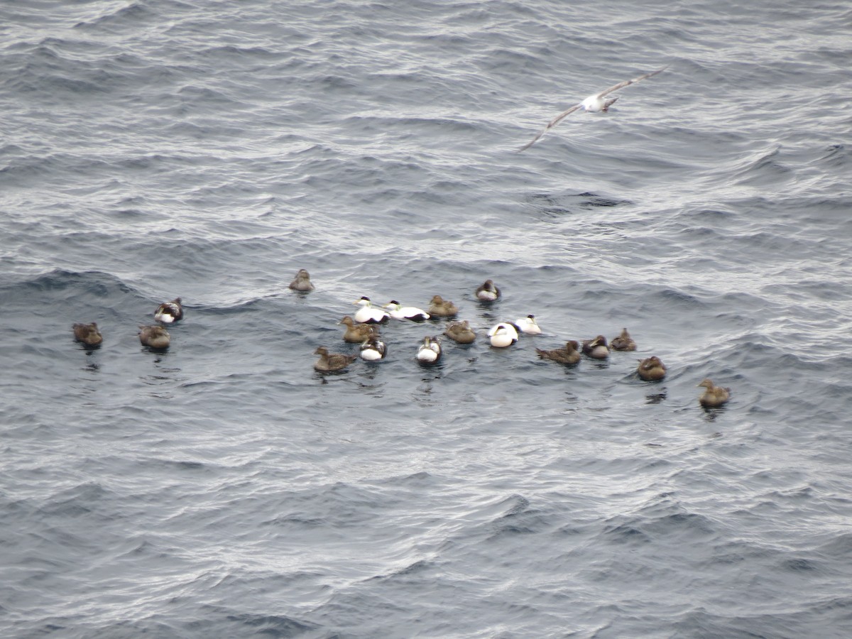 Common Eider - ML644218121