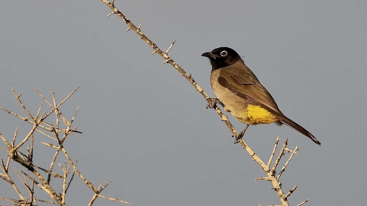 White-spectacled Bulbul - ML644218143