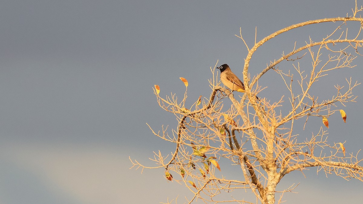 White-spectacled Bulbul - ML644218144