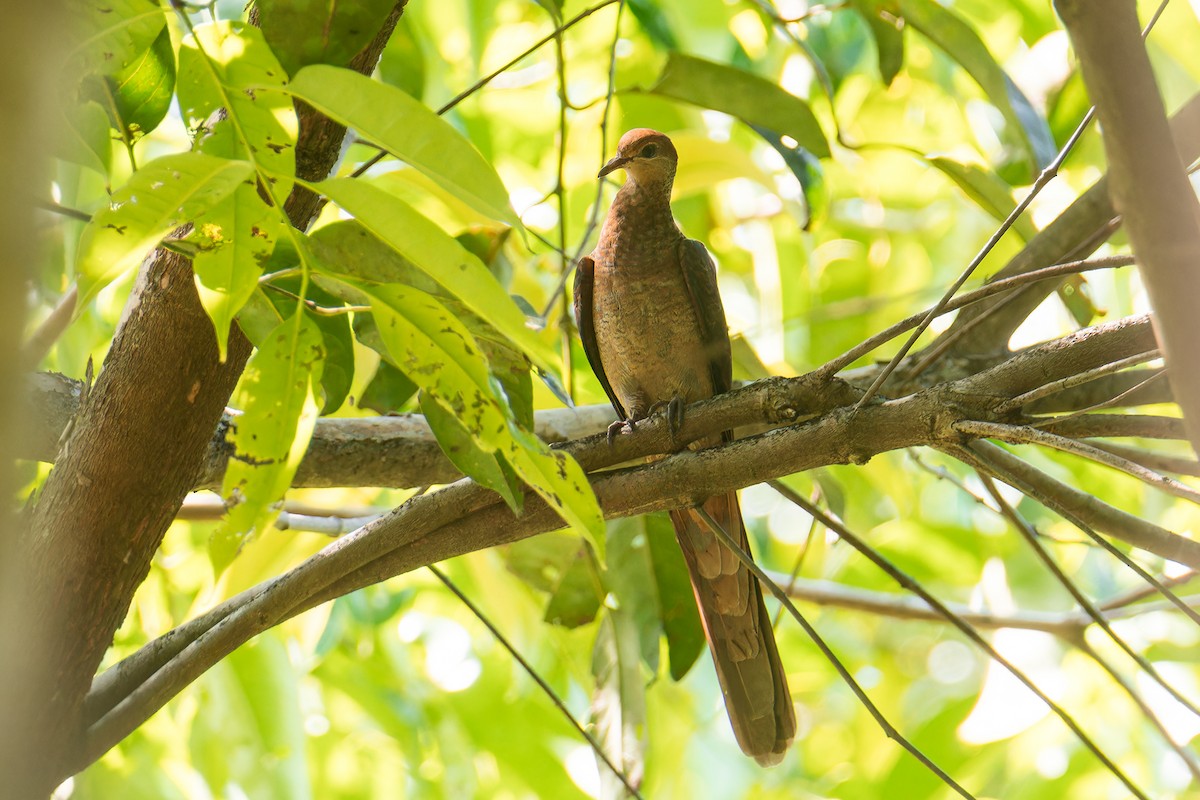 スルターンオナガバト（albicapilla グループ） - ML644218161