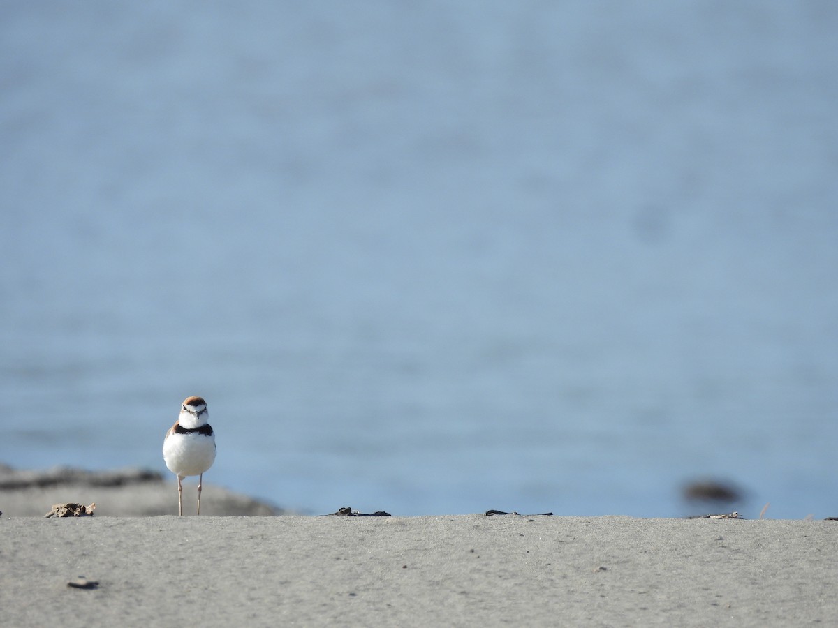 Collared Plover - ML644218163