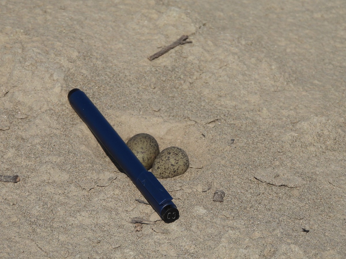 Collared Plover - ML644218167