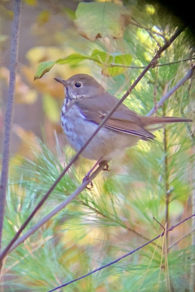 Hermit Thrush - ML644218168