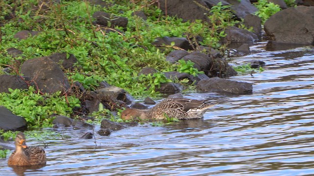 Northern Pintail - ML644218174