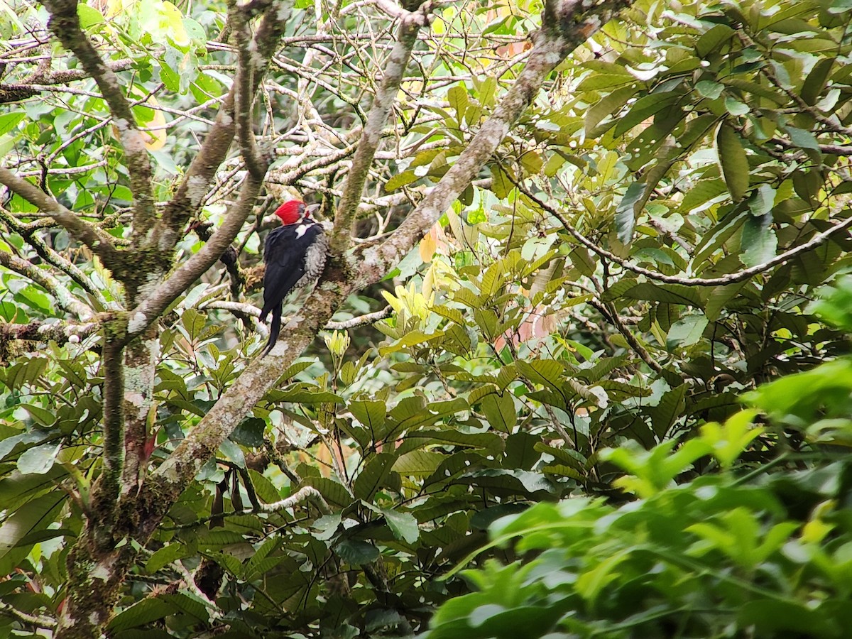 Lineated Woodpecker - ML644218180