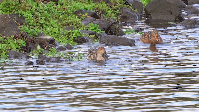 Northern Pintail - ML644218188