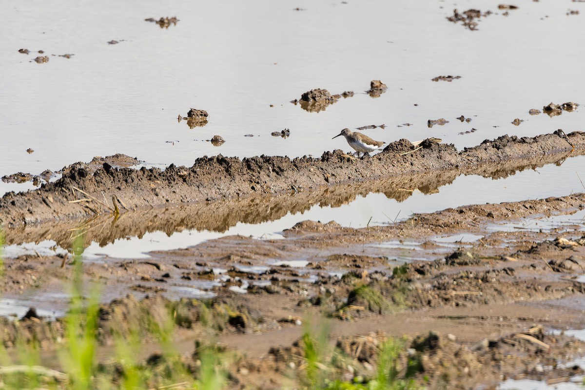 vodouš kropenatý - ML644218197