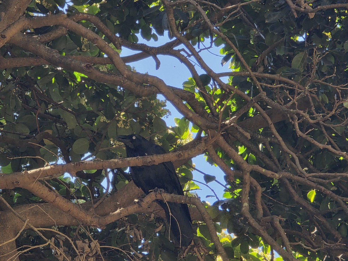 Cuervo Australiano - ML644218205