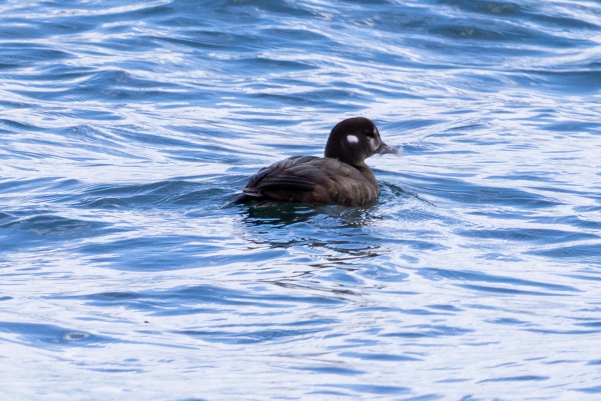 Хотгуужин чөрх - ML644218206