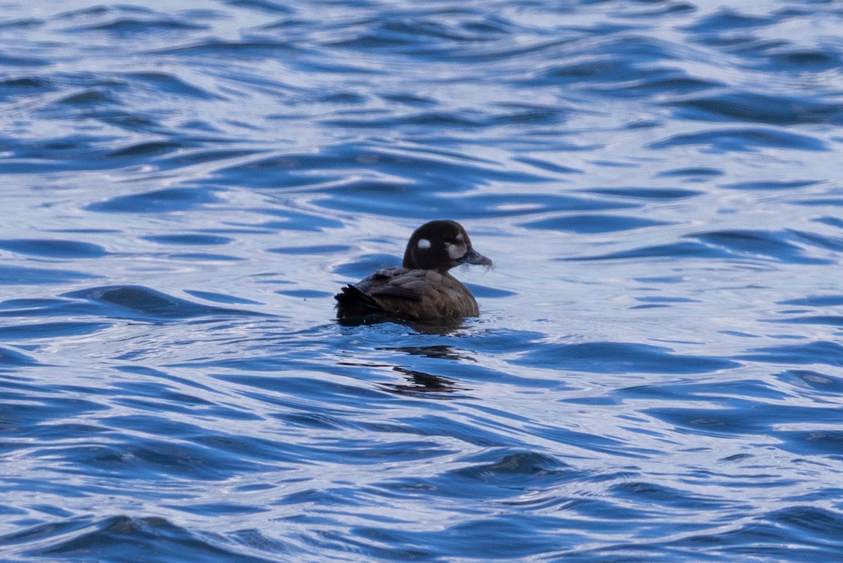 Хотгуужин чөрх - ML644218207