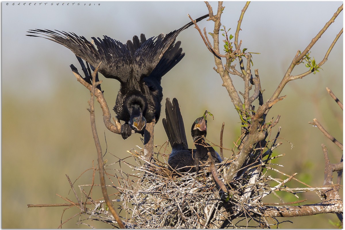 Neotropic Cormorant - Garrett Sheets