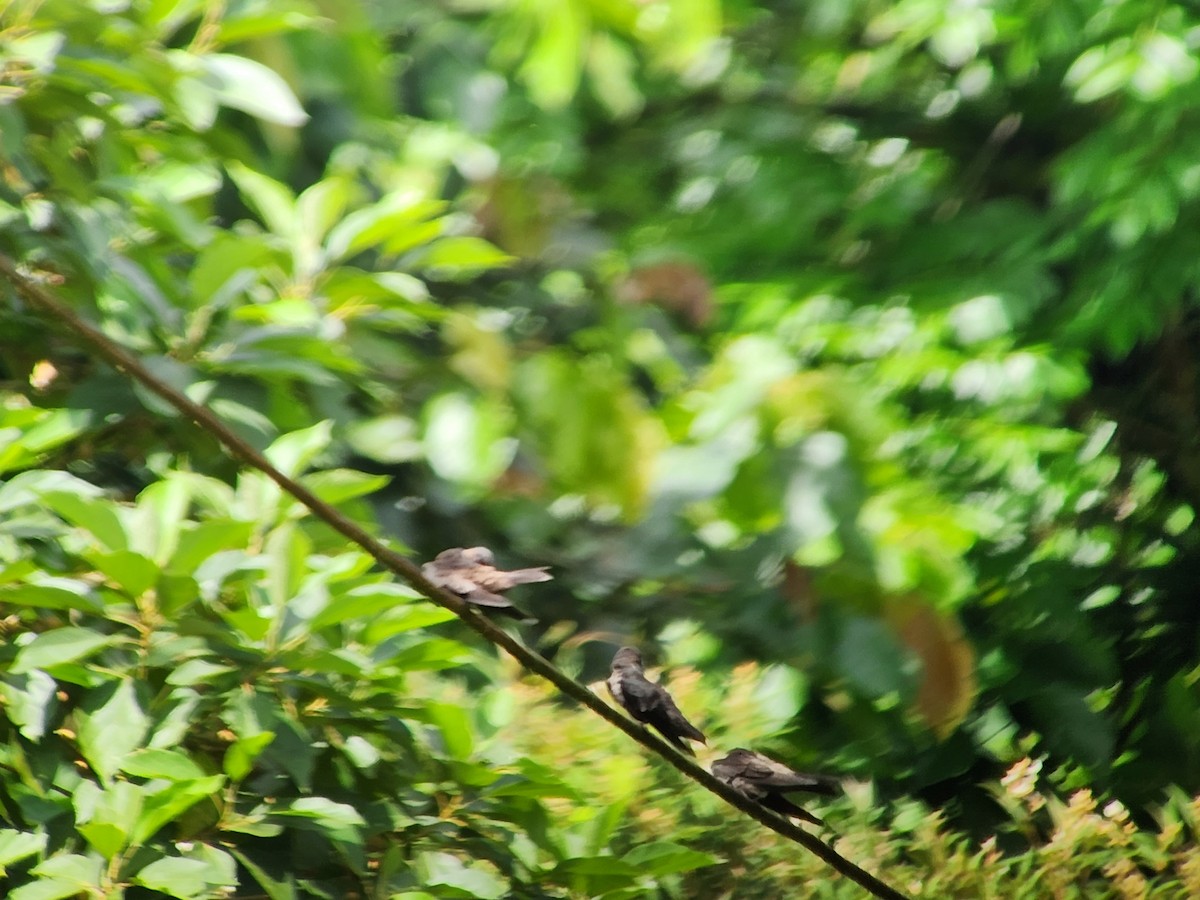 White-thighed Swallow - ML644218225