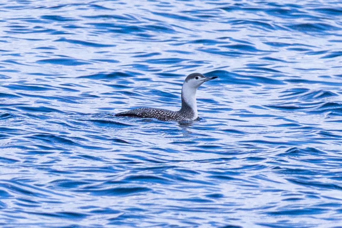 Улаан гүеэт гахууна - ML644218229