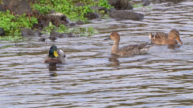 Canard pilet - ML644218231