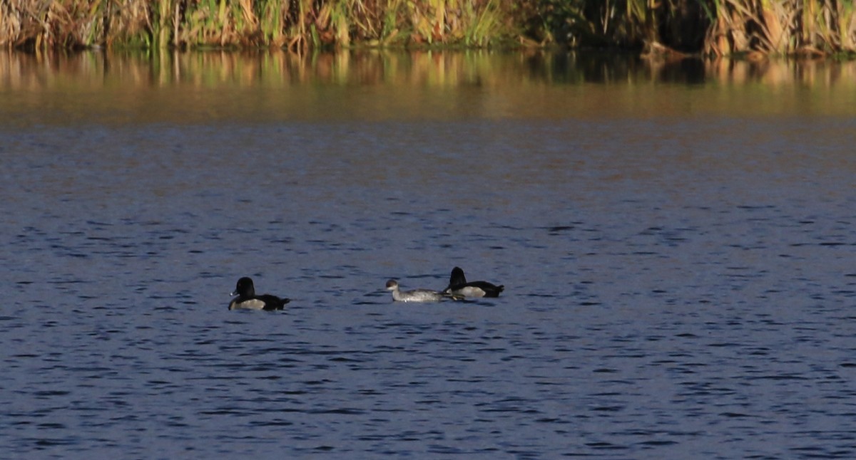 Txilinporta lepabeltza - ML644218266