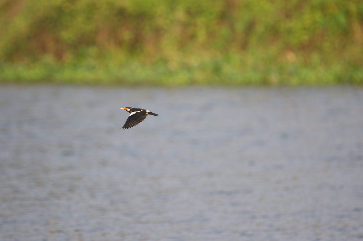印度鵲椋鳥 - ML644218267