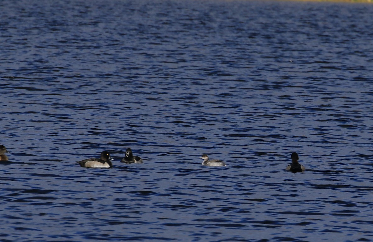 Txilinporta lepabeltza - ML644218270