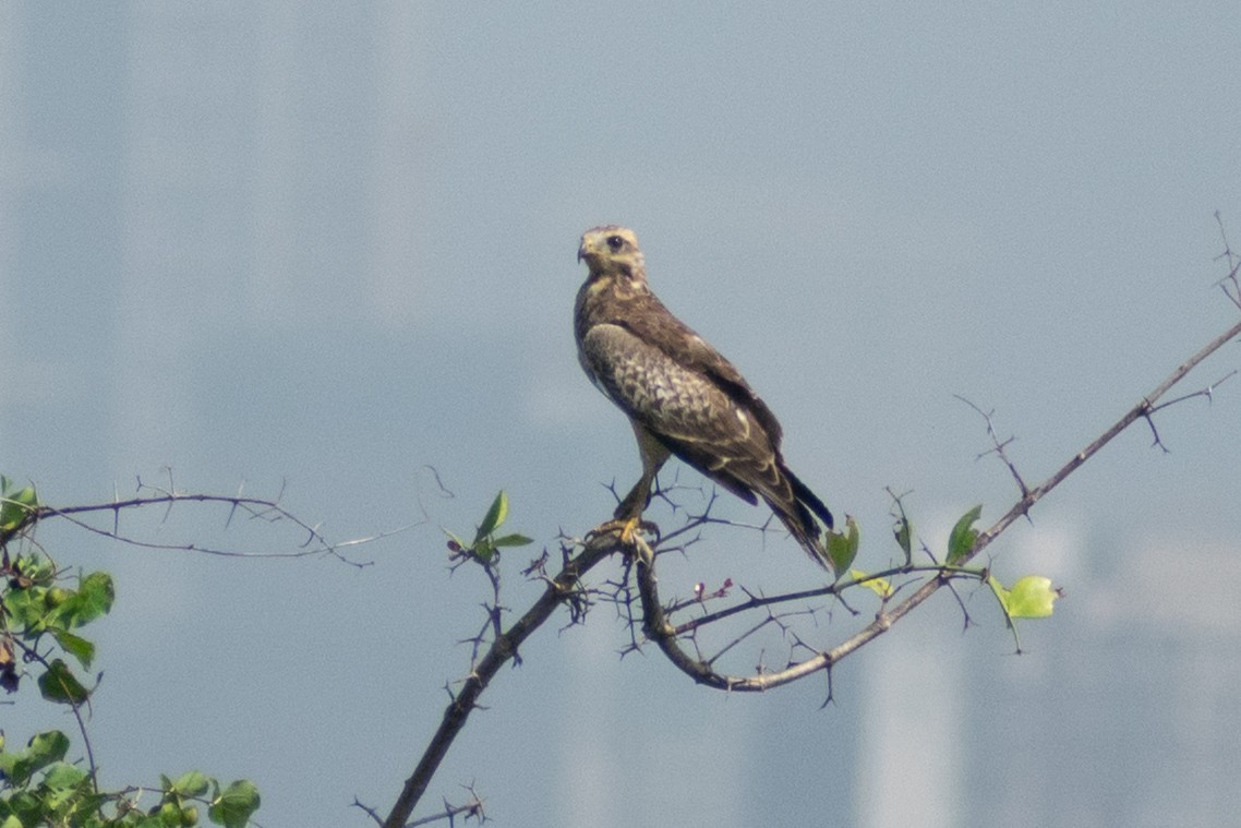 メジロサシバ - ML644218272