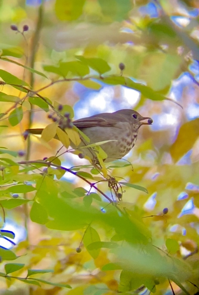 Hermit Thrush - ML644218282