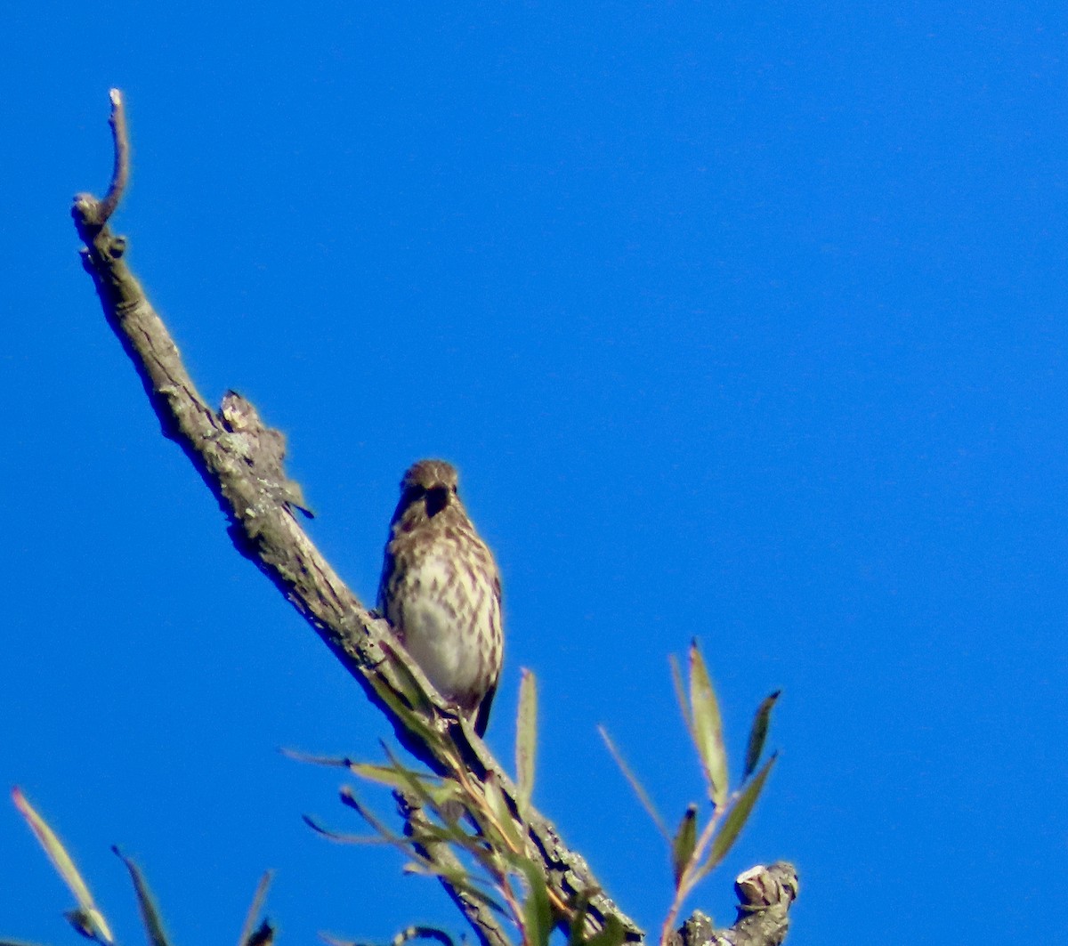 Purple Finch - ML644218291