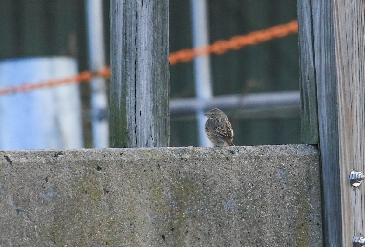 Savannah Sparrow - ML644218292