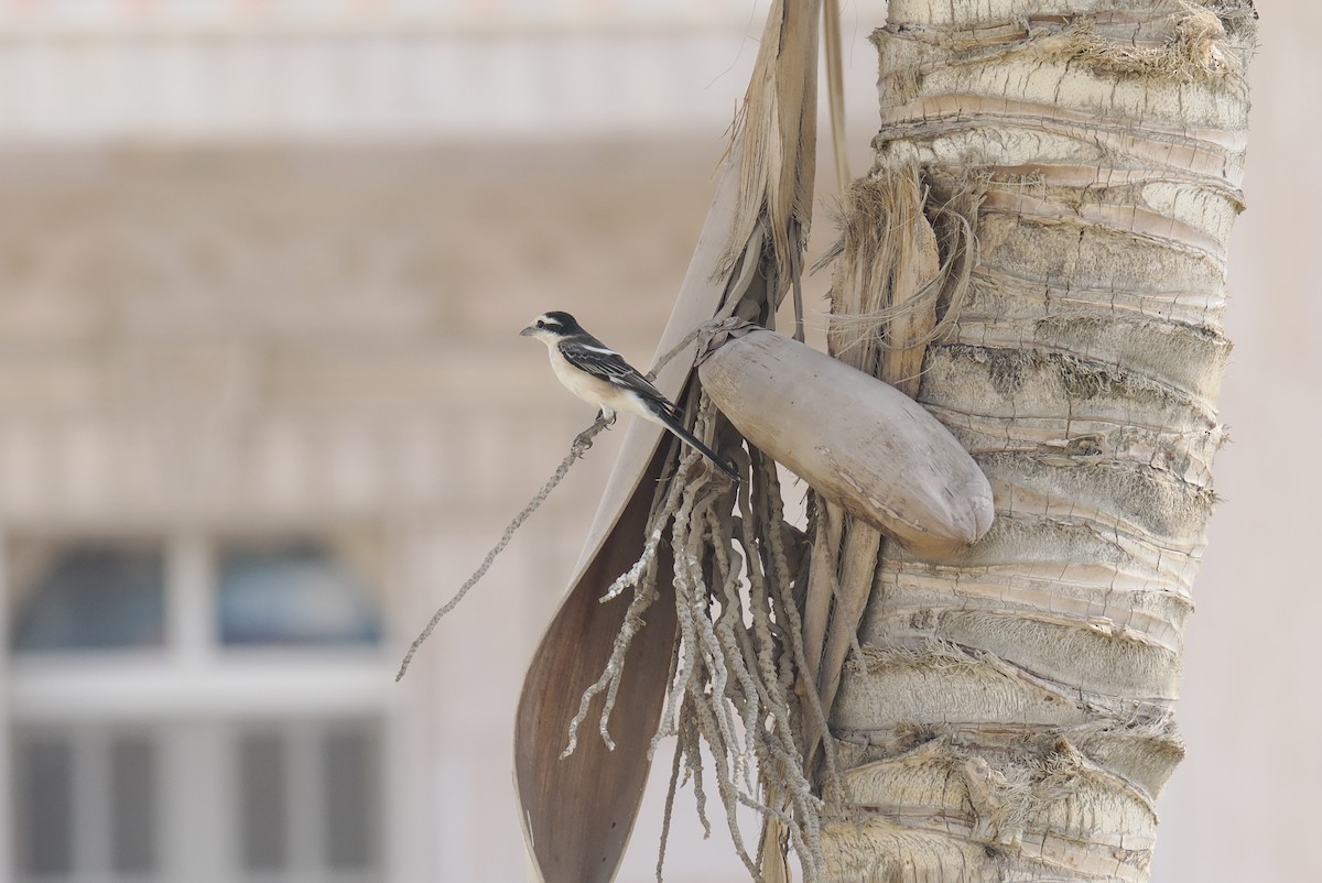 Masked Shrike - ML644218307