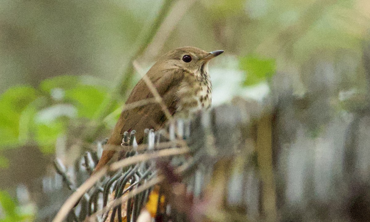 Hermit Thrush - ML644218343
