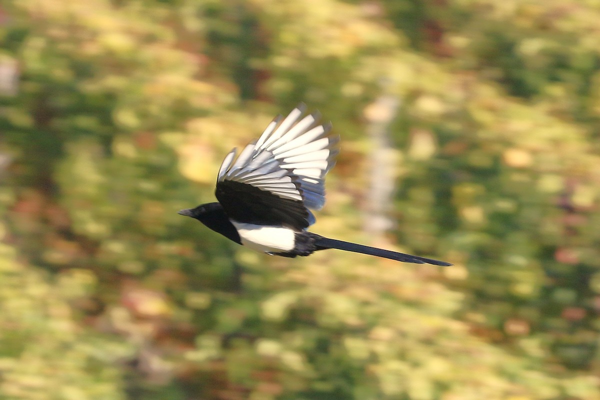 skjære - ML644218353