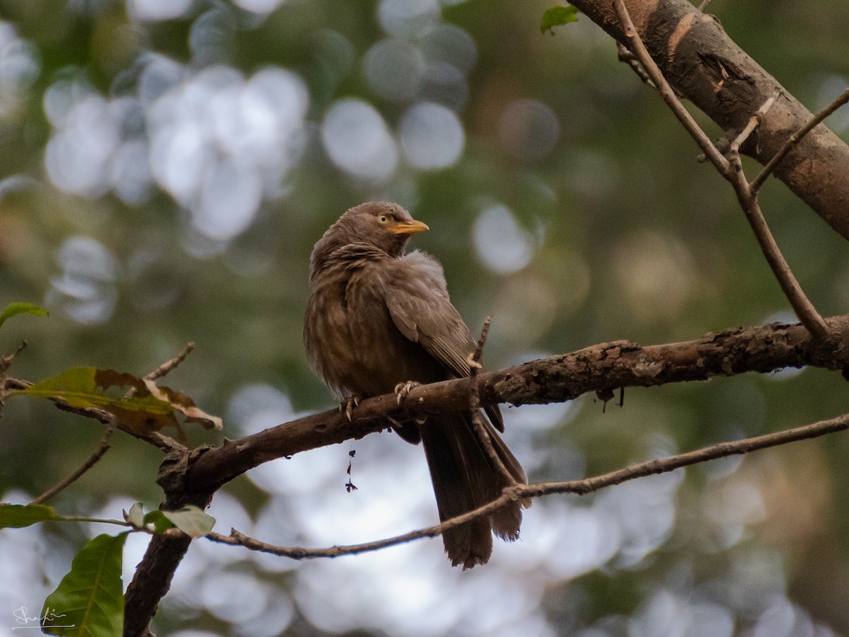 Jungle Babbler - ML644218357