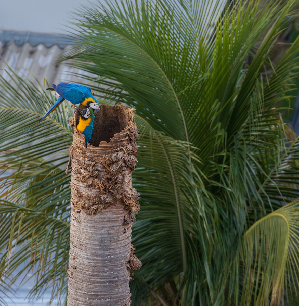 ルリコンゴウインコ - ML644218358