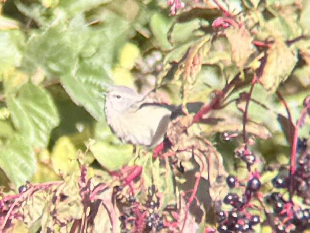 Orange-crowned Warbler - ML644218360
