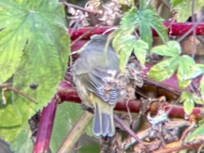 Orange-crowned Warbler - ML644218361