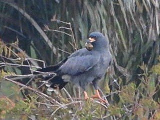 Snail Kite - ML644218364