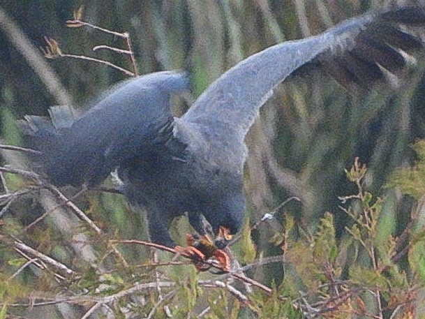 Snail Kite - ML644218365