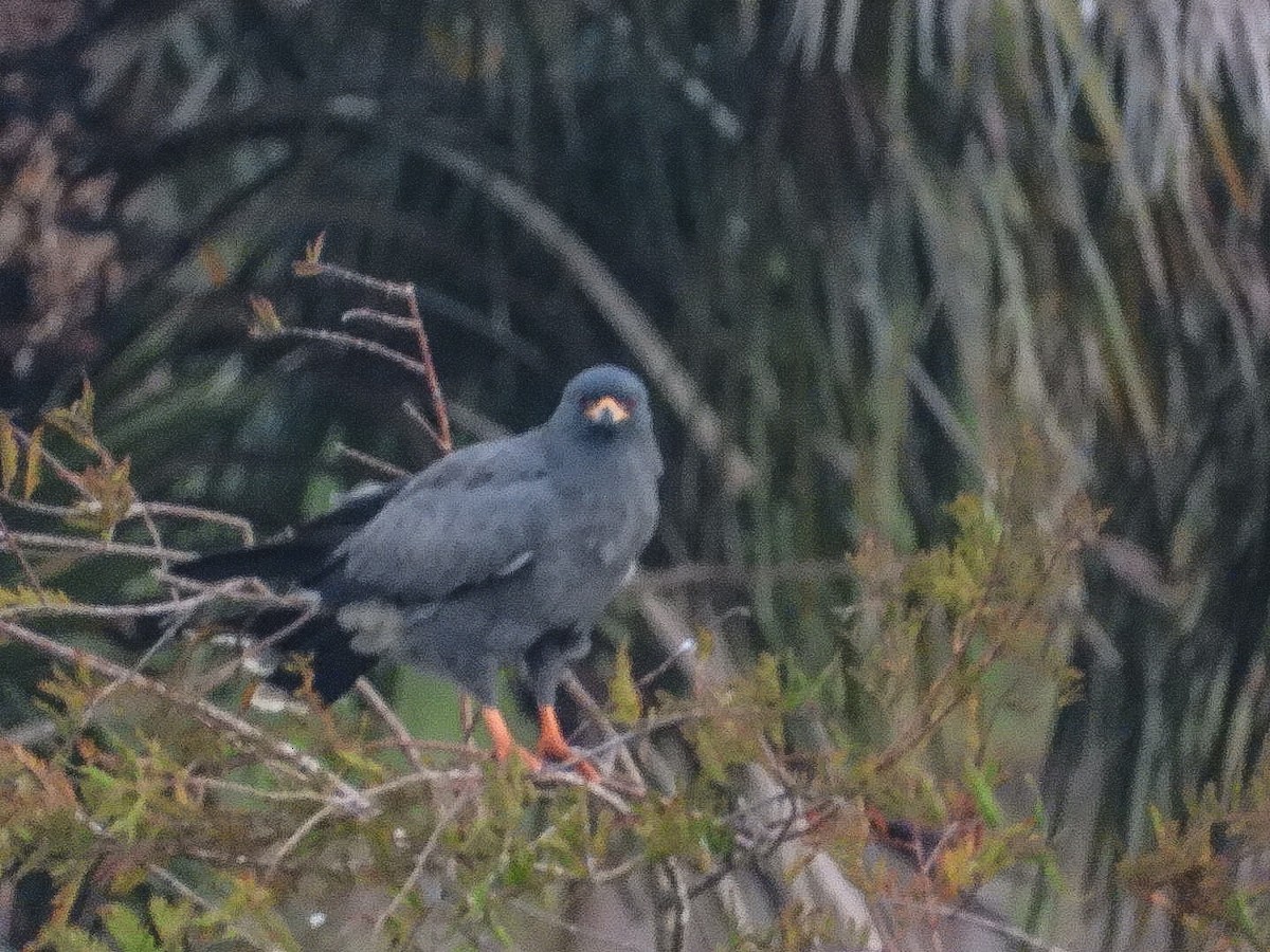 Snail Kite - ML644218366