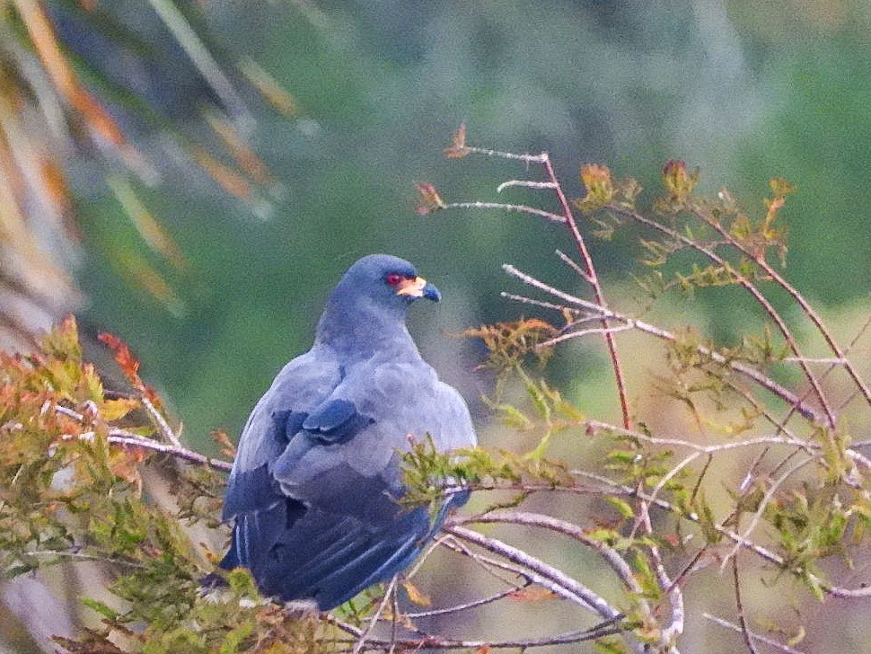 Snail Kite - ML644218367