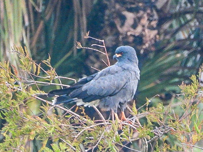 Snail Kite - ML644218368